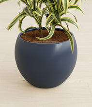 Load image into Gallery viewer, Deep Navy stand:all