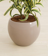 Load image into Gallery viewer, Desert Brown stand:all