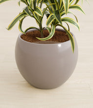 Load image into Gallery viewer, Winter Clouds stand:all