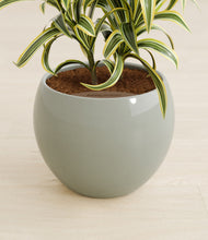 Load image into Gallery viewer, Deep Ocean stand:all