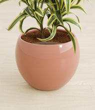 Load image into Gallery viewer, Calm Rose stand:all