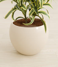 Load image into Gallery viewer, Shiny EggWhite stand:all