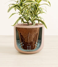 Load image into Gallery viewer, Sandy Pink stand:all