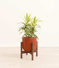 Load image into Gallery viewer, Earth Red stand:walnut