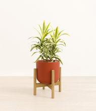 Load image into Gallery viewer, Earth Red stand:bamboo