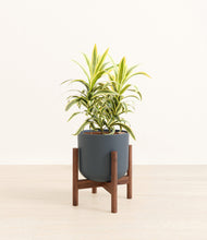 Load image into Gallery viewer, Iron Gray stand:walnut