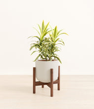 Load image into Gallery viewer, Natural Bamboo stand:walnut