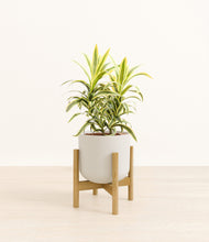 Load image into Gallery viewer, Natural Bamboo stand:bamboo