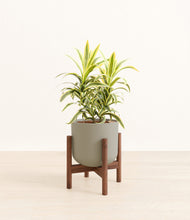 Load image into Gallery viewer, Sage Green stand:walnut