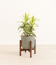 Load image into Gallery viewer, Sage Green stand:walnut