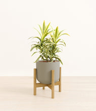 Load image into Gallery viewer, Sage Green stand:bamboo
