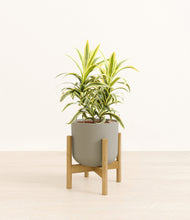 Load image into Gallery viewer, Sage Green stand:bamboo