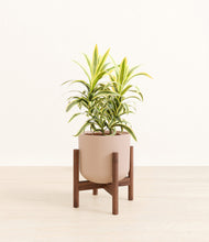 Load image into Gallery viewer, Sandy Pink stand:walnut