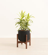Load image into Gallery viewer, Stone Black stand:walnut