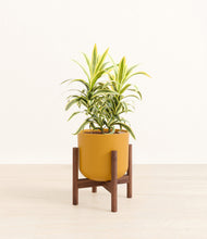 Load image into Gallery viewer, Sunset Orange stand:walnut