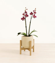 Load image into Gallery viewer, Almond Green stand:bamboo