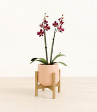Load image into Gallery viewer, Gentle Pink stand:bamboo