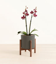 Load image into Gallery viewer, Dark Olive stand:walnut