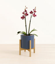 Load image into Gallery viewer, Deep Navy stand:bamboo