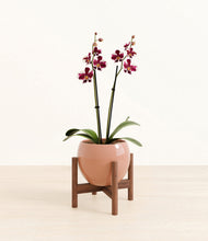 Load image into Gallery viewer, Calm Rose stand:walnut