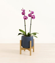 Load image into Gallery viewer, Deep Navy stand:bamboo