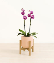 Load image into Gallery viewer, Gentle Pink stand:bamboo