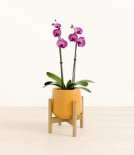 Load image into Gallery viewer, Mustard stand:bamboo