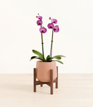 Load image into Gallery viewer, Calm Rose stand:walnut