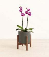 Load image into Gallery viewer, Dark Olive stand:walnut