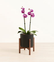 Load image into Gallery viewer, Black stand:walnut