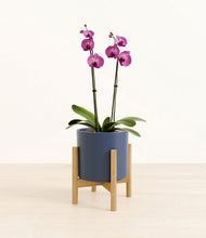 Load image into Gallery viewer, Deep Navy stand:bamboo