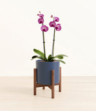 Load image into Gallery viewer, Deep Navy stand:walnut