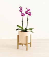 Load image into Gallery viewer, Cream stand:bamboo