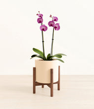 Load image into Gallery viewer, Cream stand:walnut