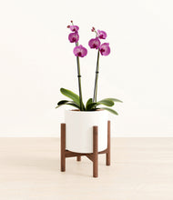 Load image into Gallery viewer, White stand:walnut