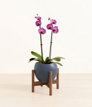 Load image into Gallery viewer, Deep Navy stand:walnut