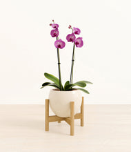 Load image into Gallery viewer, Shiny EggWhite stand:bamboo