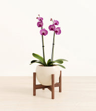 Load image into Gallery viewer, Shiny EggWhite stand:walnut