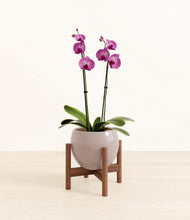 Load image into Gallery viewer, Winter Clouds stand:walnut