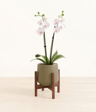 Load image into Gallery viewer, Olive stand:walnut