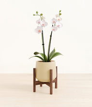 Load image into Gallery viewer, Almond Green stand:walnut