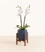 Load image into Gallery viewer, Deep Navy stand:walnut
