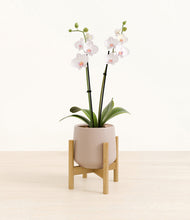 Load image into Gallery viewer, Eternal Gray stand:bamboo