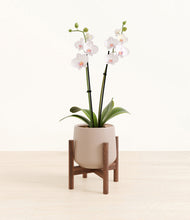 Load image into Gallery viewer, Eternal Gray stand:walnut