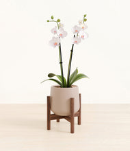 Load image into Gallery viewer, Eternal Gray stand:walnut