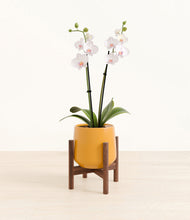 Load image into Gallery viewer, Mustard stand:walnut