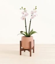 Load image into Gallery viewer, Calm Rose stand:walnut