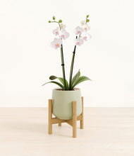 Load image into Gallery viewer, Turquoise stand:bamboo