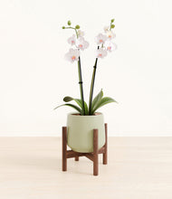 Load image into Gallery viewer, Turquoise stand:walnut