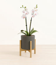 Load image into Gallery viewer, Dark Olive stand:bamboo